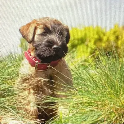 Sophisticated Wheaten cover
