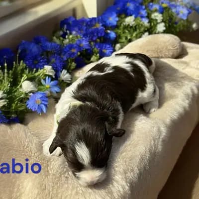 Fabio - Zwergschnauzer Welpe in Bayern
