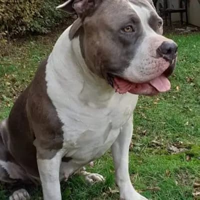 Galerie-Bild von Burnhardt's American XXl Bully in Saarland, mit Eindrücken unserer American Bully-Zucht.