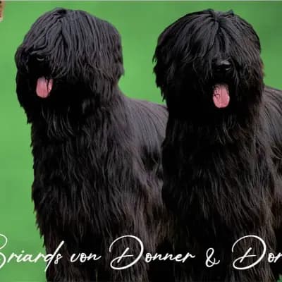 von Donner & Doria cover