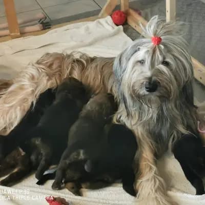Bild aus Wäller aus der Obergrafschaft  in Niedersachsen, wo unsere Wäller-Hunde in einer liebevollen Umgebung aufwachsen.