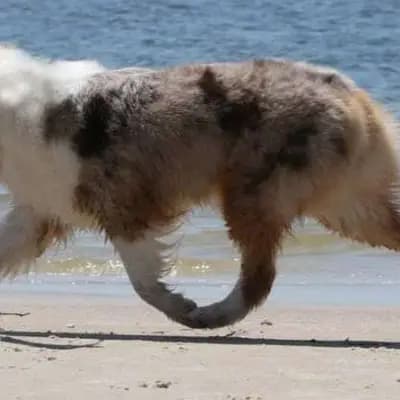 Galerie-Bild von Kennel Von Pfotenstolz in Schleswig-Holstein, mit Eindrücken unserer Welsh Corgi Pembroke-Zucht.