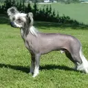 Chinese Crested Dog