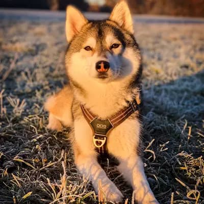 Galerie-Bild von F3 Pomsky Welpen aus privater Hundezucht in München in Bayern, mit Eindrücken unserer Pomsky-Zucht.