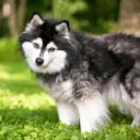 Alaskan Klee Kai