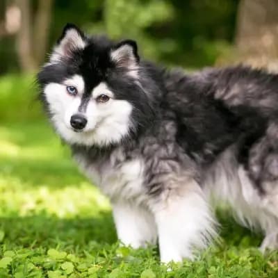 Alaskan Klee Kai – Hunderasse