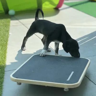 Bild aus Del'Neshin in Nordrhein-Westfalen, wo unsere Saluki-Hunde in einer liebevollen Umgebung aufwachsen.