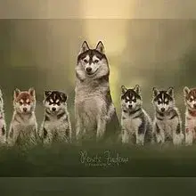 Bright little bear cover