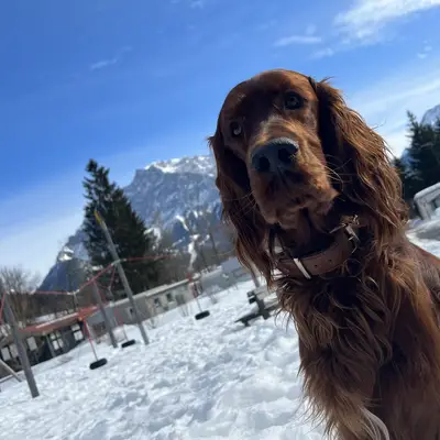 Galerie-Bild von of the maroon fellows in Bayern, mit Eindrücken unserer Irish Red Setter-Zucht.