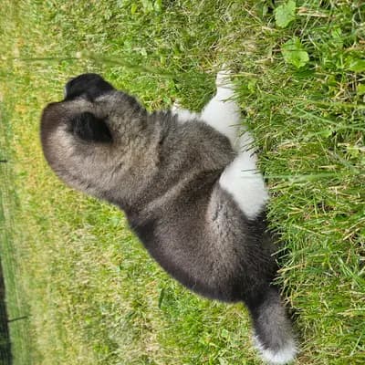Bild aus On the highest in Baden-Württemberg, wo unsere Amerikanischer Akita-Hunde in einer liebevollen Umgebung aufwachsen.