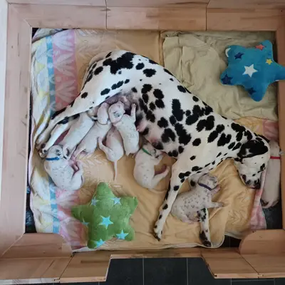 Bild aus Applecreek  in Bayern, wo unsere Dalmatiner-Hunde in einer liebevollen Umgebung aufwachsen.