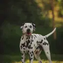 Dalmatiner