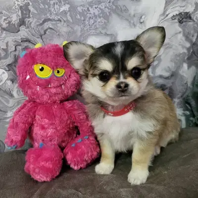 Chihuahua Welpen, ein echter Hingucker, Vereinszucht - Chihuahua Welpe in Nordrhein-Westfalen