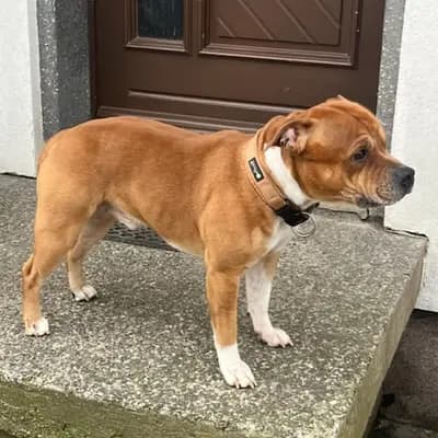 Galerie-Bild von MeinHeart Staff’s  in Sachsen, mit Eindrücken unserer Staffordshire Bull Terrier-Zucht.