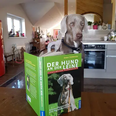 Foto von Makana, einem Weimaraner (kurzhaar)-Elternhund in Niederösterreich.