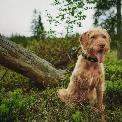 Gefahr im Herbstlaub: Warum Eicheln und Tannine für Hunde giftig sind [September 2026]