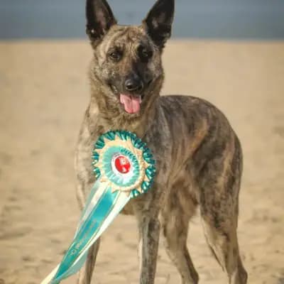 Galerie-Bild von Holländische Schäferhunde od Zlaté Sovy in Nordrhein-Westfalen, mit Eindrücken unserer Hollandse Herdershond (Holländischer Schäferhund)-Zucht.