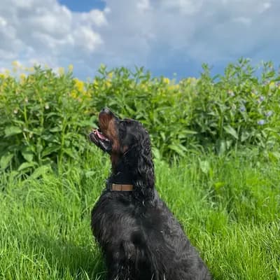 Galerie-Bild von Gordon Setter in Nordrhein-Westfalen, mit Eindrücken unserer Gordon Setter-Zucht.