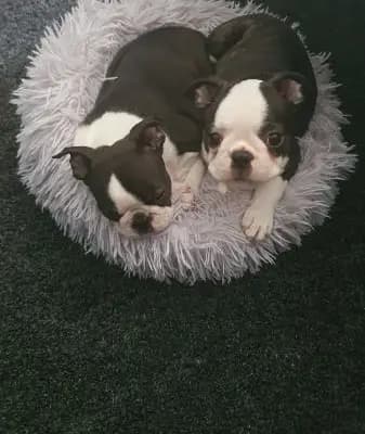 Foto des K-Wurf von Boston Terrier in von der Schnurzelranch , aufgenommen in Mecklenburg-Vorpommern.