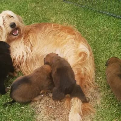 Bild aus Wäller aus der Obergrafschaft  in Niedersachsen, wo unsere Wäller-Hunde in einer liebevollen Umgebung aufwachsen.