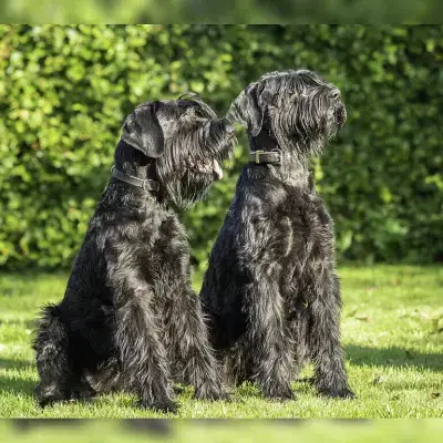 von der Rükel Meute cover