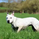 Staffordshire Bull Terrier