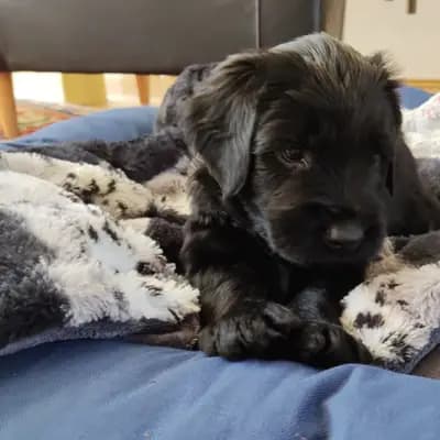 Galerie-Bild von De la Valleé d´Amour in Baden-Württemberg, mit Eindrücken unserer Berger de Brie (Briard)-Zucht.