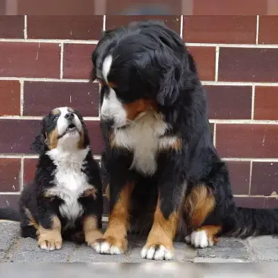 vom Thüringenberner cover