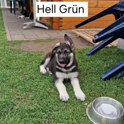 Galerie-Bild von Private  in Nordrhein-Westfalen, mit Eindrücken unserer Osteuropäischer Schäferhund-Zucht.