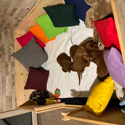Galerie-Bild von of the maroon fellows in Bayern, mit Eindrücken unserer Irish Red Setter-Zucht.