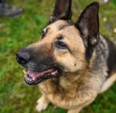 Baron – Altdeutscher Schäferhund, Bayern, Im Tierheim Ein Herz für Streuner