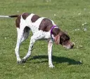 English Pointer