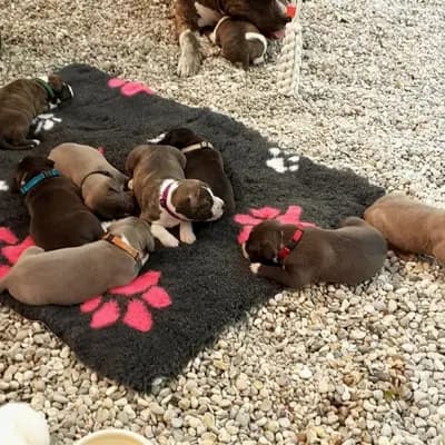 Galerie-Bild von Burnhardt's American XXL Bully in Saarland, mit Eindrücken unserer American Bully-Zucht.