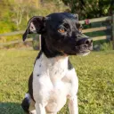 Brasilianischer Terrier