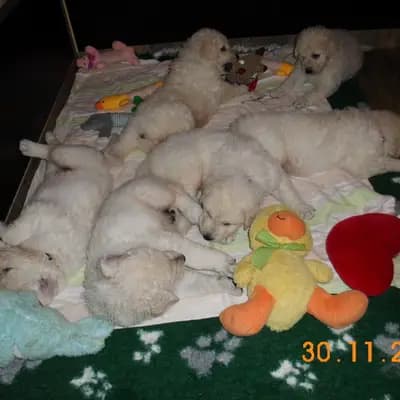 Galerie-Bild von Wigdalir Kuvasz Zucht nur mit Ungarischen Linien in Niedersachsen, mit Eindrücken unserer Kuvasz-Zucht.