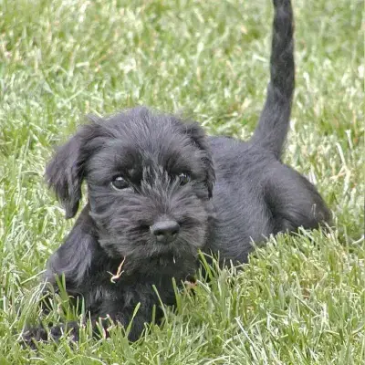 vom Kaiser Barbarossa cover