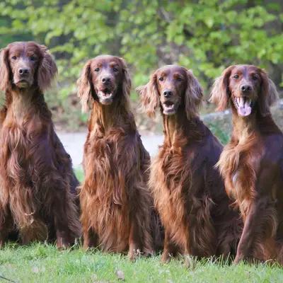 Galerie-Bild von Irish red Setter "fighting irish´s" in Nordrhein-Westfalen, mit Eindrücken unserer Irish Red Setter-Zucht.