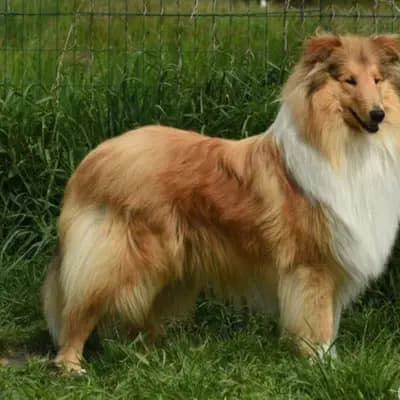 Earl of Sussex von der Ischlerbahn image