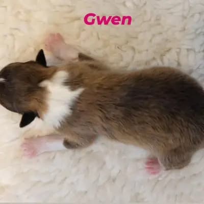 Gwen von der Brettachwiese - Collie (Langhaar) Welpe in Baden-Württemberg