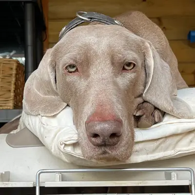 Galerie-Bild von Nobis Krug  in Nordrhein-Westfalen, mit Eindrücken unserer Weimaraner-Zucht.
