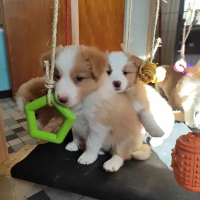 Bild aus Border Collie „von der großen Eiche” in Bayern, wo unsere Border Collie-Hunde in einer liebevollen Umgebung aufwachsen.