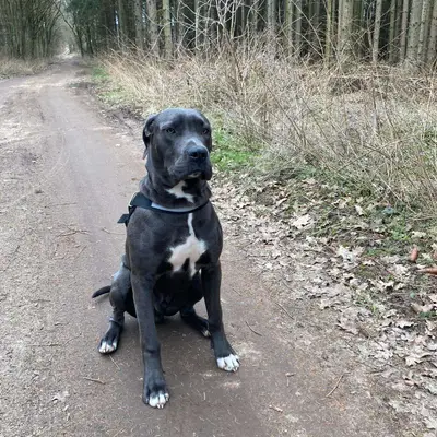 Galerie-Bild von Saupackerwelpen in Mecklenburg-Vorpommern, mit Eindrücken unserer Cane Corso Italiano-Zucht.