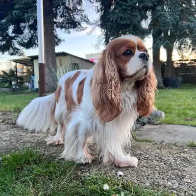 Foto von Dipsi , einem Cavalier King Charles Spaniel-Elternhund in Rheinland-Pfalz.