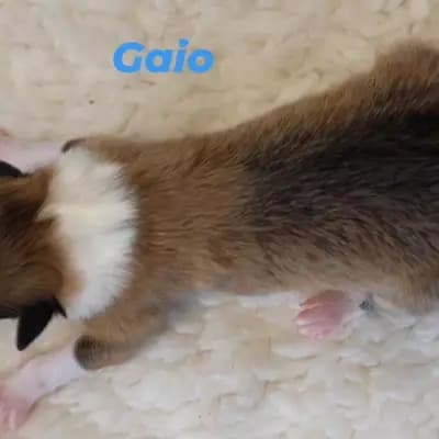 Gaio von der Brettachwiese - Collie (Langhaar) Welpe in Baden-Württemberg