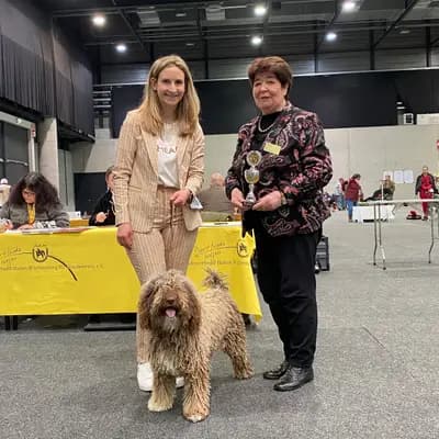 Galerie-Bild von Assona  in Rheinland-Pfalz, mit Eindrücken unserer Spanischer Wasserhund-Zucht.