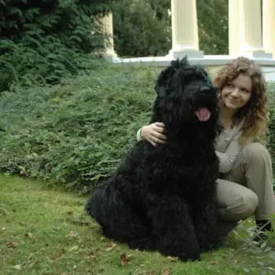 Titelbild von Schwarzer russischer Terrier Welpen - Astra Fidelis FCI in Woiwodschaft Karpatenvorland, Heimat unserer Russischer Schwarzer Terrier-Zucht.