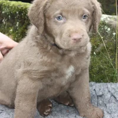 Galerie-Bild von Witchess - Chesapeake Bay Retriever Zucht in Hessen, mit Eindrücken unserer Chesapeake Bay Retriever-Zucht.