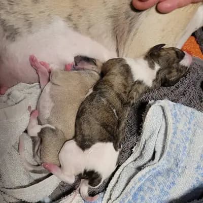 Bild aus Whippets of Poet‘s Corner  in Baden-Württemberg, wo unsere Whippet-Hunde in einer liebevollen Umgebung aufwachsen.