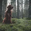 Field Spaniel
