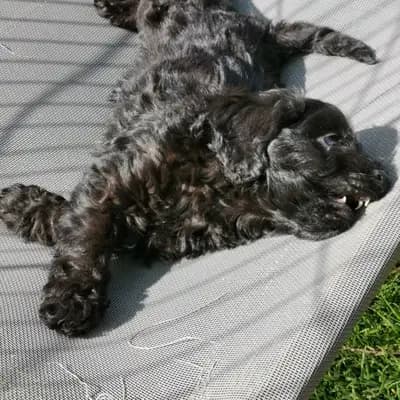 Bild aus Hundezucht vom Engelstor  in Oberösterreich, wo unsere Zwergpudel-Hunde in einer liebevollen Umgebung aufwachsen.